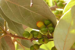 Actinodaphne angustifolia